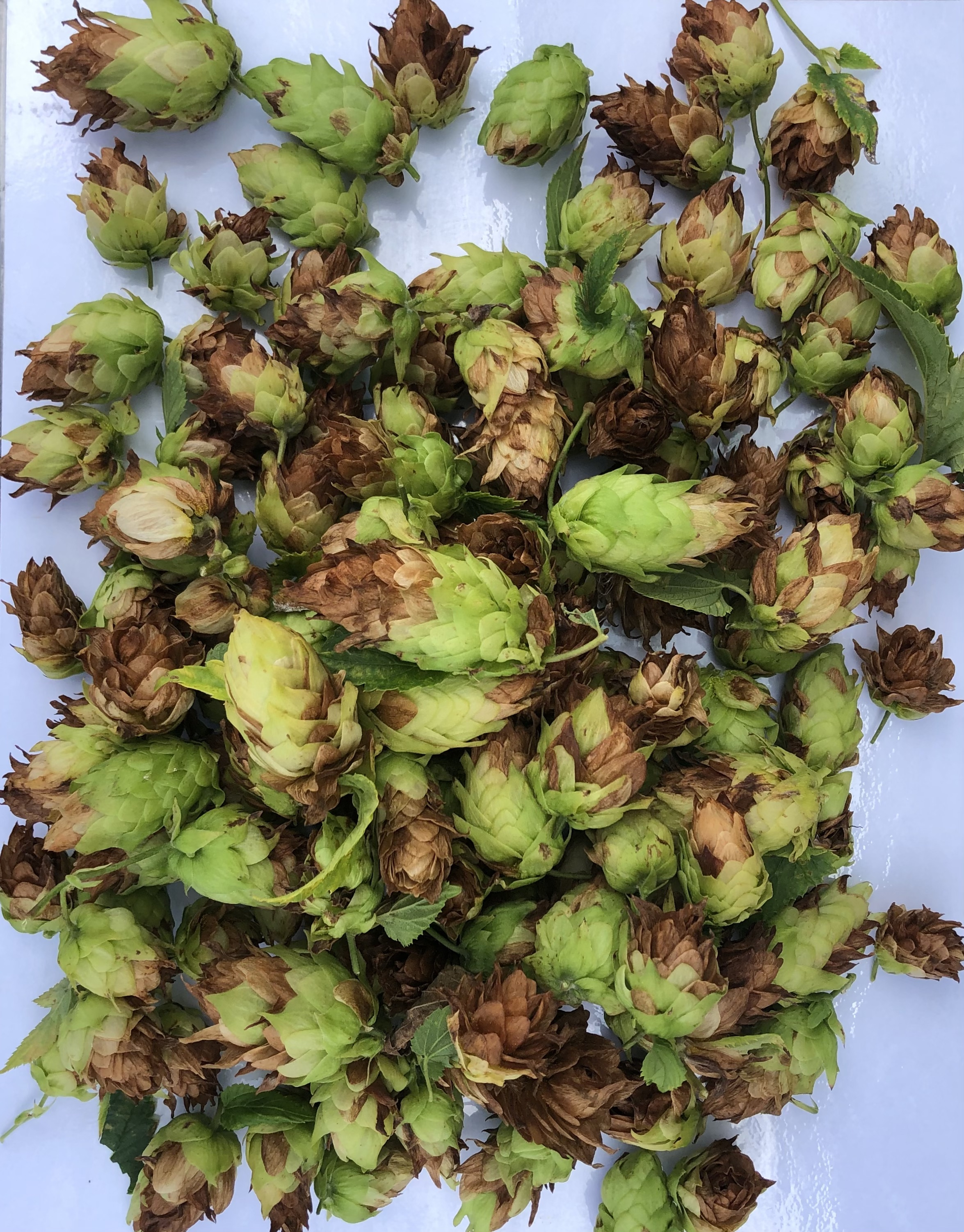 Cone halo blight.